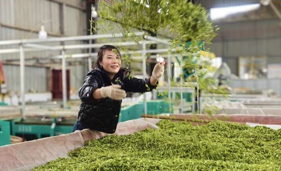 松桃:春茶吐綠 明前茶采摘正當時