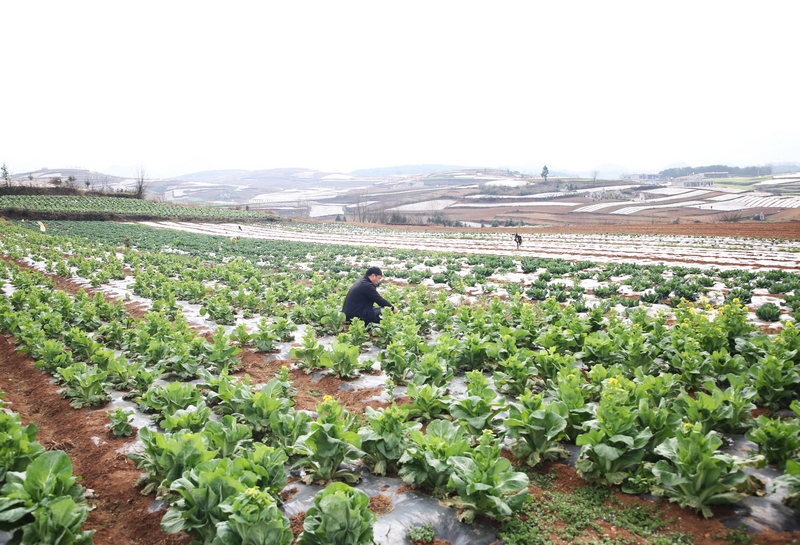 草海鎮鄭家營村蔬菜基地一角。