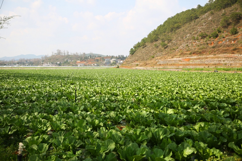 雙龍鎮水潮社區長勢良好的蔬菜。