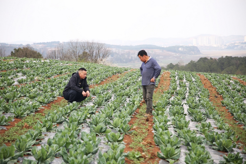 草海鎮鄭家營村駐村第一書記張榮浩和種植戶臧爾祥正在蔬菜基地查看棉花白長勢。