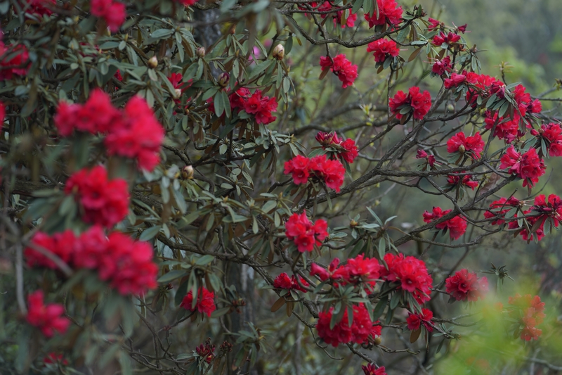 盛開的杜鵑花。黃源匯攝