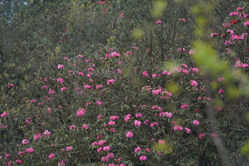 盛開的杜鵑花。黃源匯攝