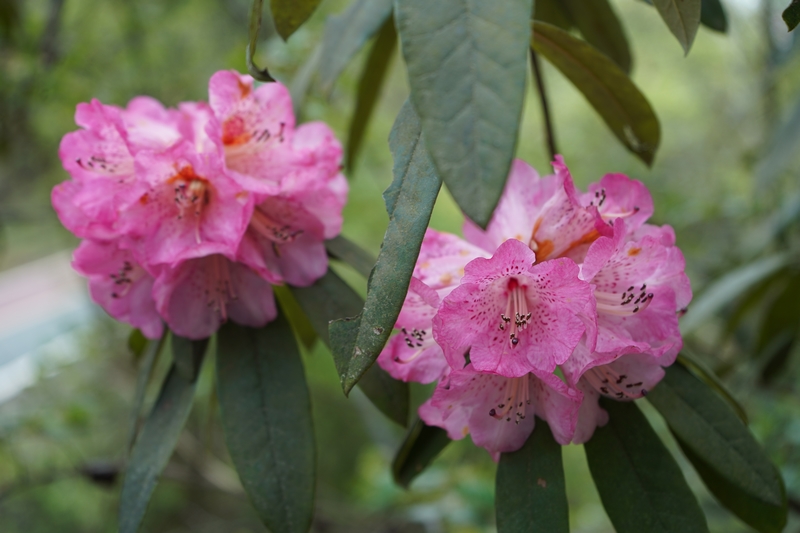 盛開的杜鵑花。黃源匯攝