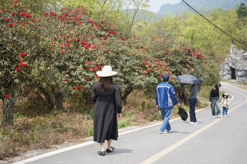 游客駐足觀賞杜鵑花。黃源匯攝