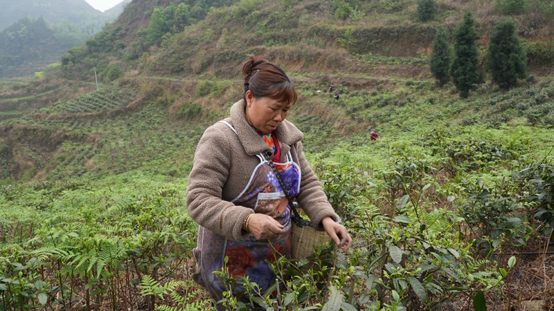 圖為春茶采摘忙。