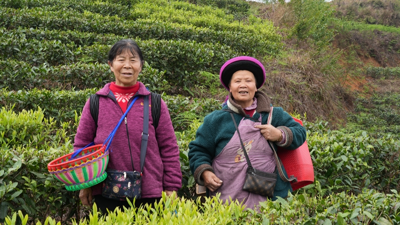 圖為春茶采摘忙。