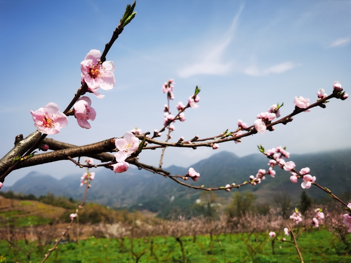 達依鄉龍塘村飛翔高原紅水果基地待認領的桃樹。唐興堯 攝 (2).jpg