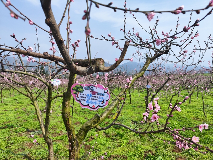 達依鄉龍塘村飛翔高原紅水果基地已被認領掛牌的桃樹。唐興堯 攝.jpg
