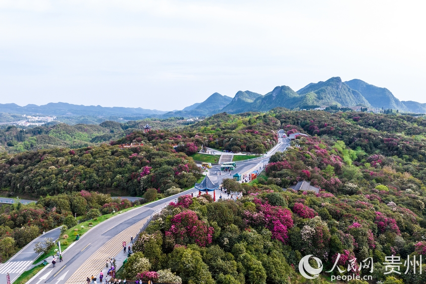 航拍百里杜鵑景區內盛開的杜鵑花。人民網記者 涂敏攝