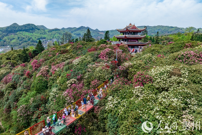 航拍百里杜鵑景區(qū)內盛開的杜鵑花。人民網記者 涂敏攝