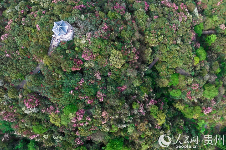 航拍百里杜鵑景區(qū)內(nèi)盛開的杜鵑花。人民網(wǎng)記者 涂敏攝