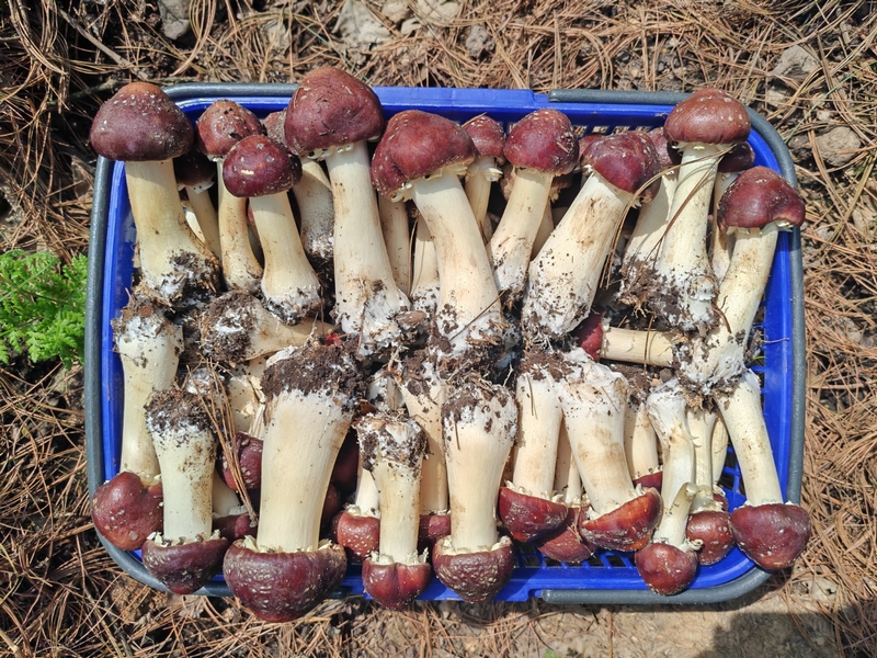 修文3600畝林下赤松茸上市。