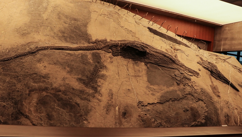 黔西南州貴州龍化石。