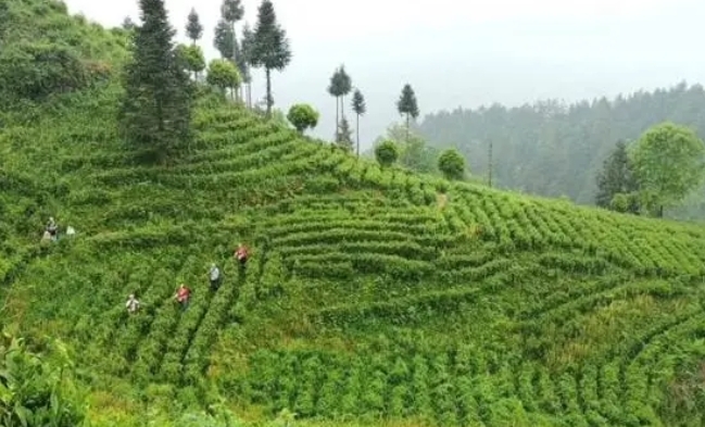 金融助力高質(zhì)量發(fā)展｜工行銅仁分行與貴州省農(nóng)擔(dān)公司合作規(guī)模突破15億元