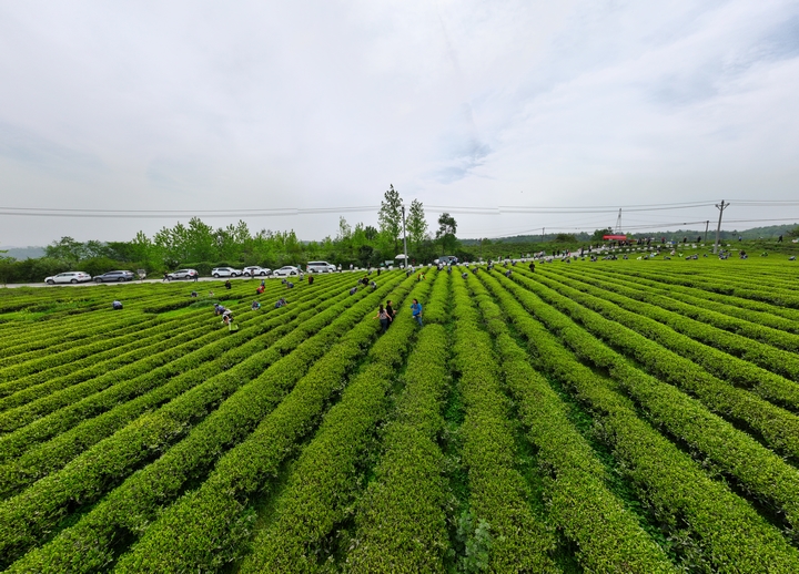 采茶決賽現(xiàn)場(chǎng) 金莎 攝 (2).jpg