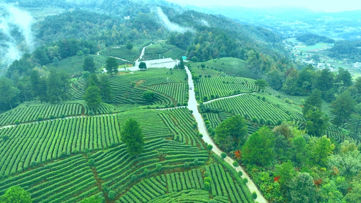 金沙縣后山鎮(zhèn)萬(wàn)畝茶園 金莎 攝 (2).jpg