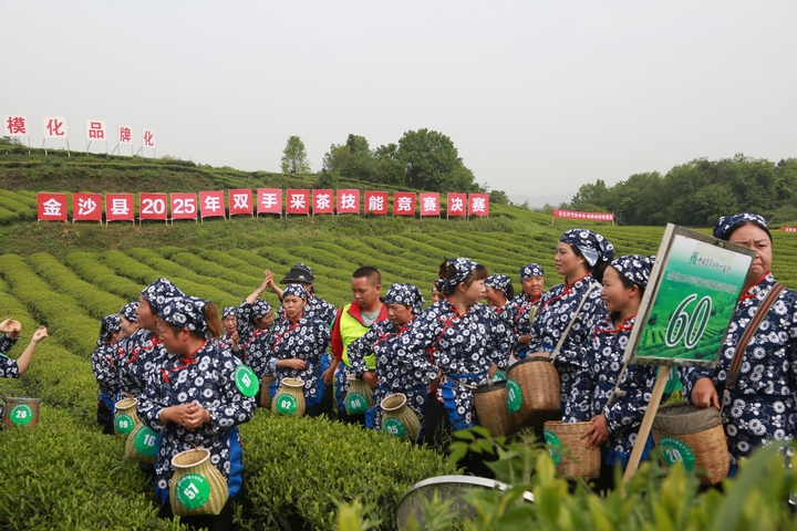 在金沙縣2025年雙手采茶技能競(jìng)賽決賽現(xiàn)場(chǎng)，身著統(tǒng)一服飾、佩戴號(hào)碼牌的采茶選手們齊聚茶園，手持竹籃，蓄勢(shì)待發(fā)，展現(xiàn)出專(zhuān)業(yè)風(fēng)采與競(jìng)賽熱情。 陳亮 攝.jpg