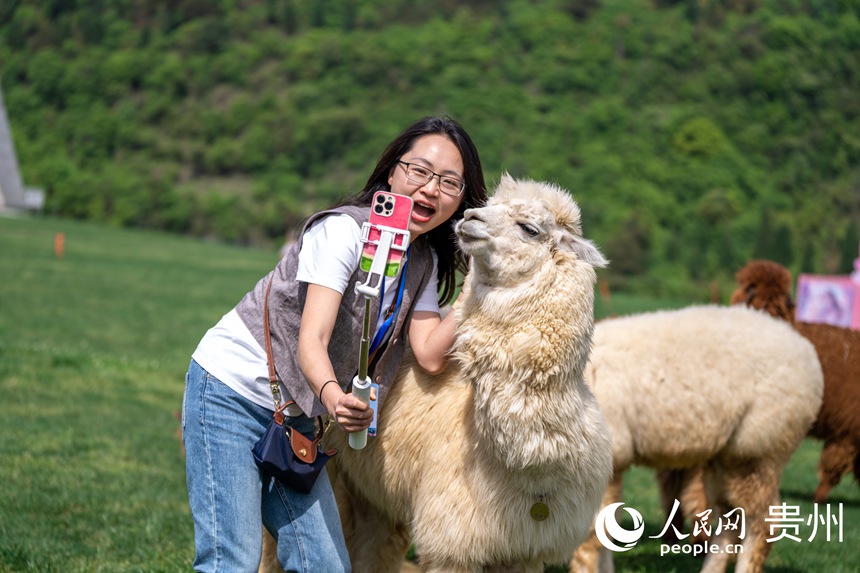 游客與呆萌的羊駝近距離互動拍照。人民網記者 涂敏攝