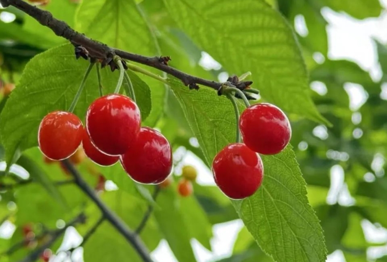 紅彤彤的櫻桃果實。陳應花攝