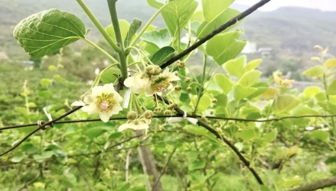 已授粉的獼猴桃花。胡仕朵攝