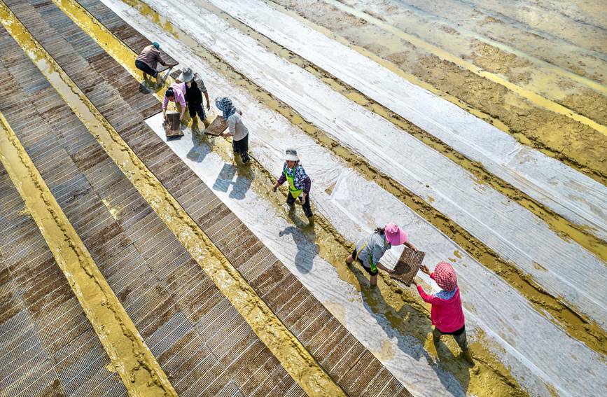 村民在貴州省黔西市杜鵑街道大興社區水稻育秧點放置育秧托盤。