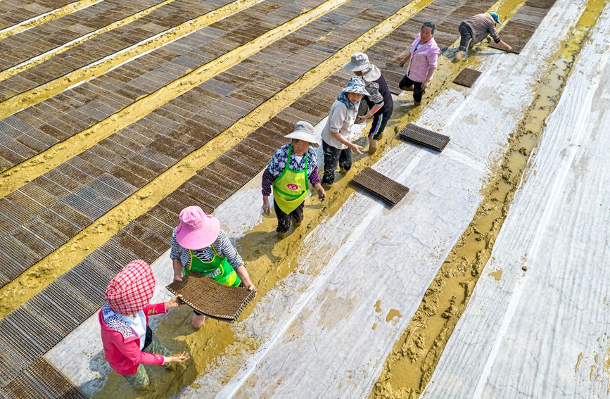 村民在貴州省黔西市杜鵑街道大興社區水稻育秧點放置育秧托盤。