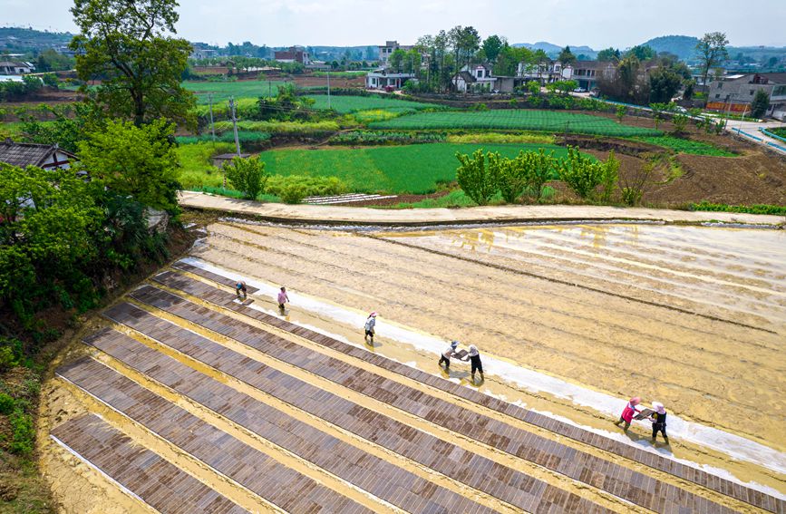 村民在貴州省黔西市杜鵑街道大興社區水稻育秧點放置育秧托盤。