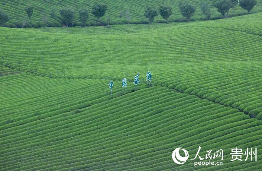 萬畝茶海一隅。人民網 黃小桃攝
