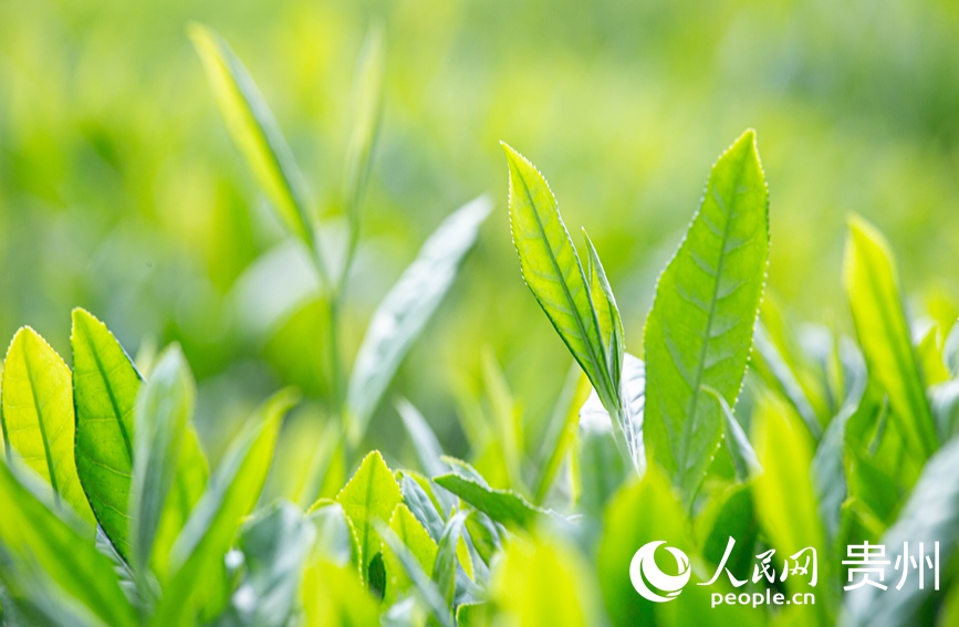 茶芽萌動。人民網 黃小桃攝