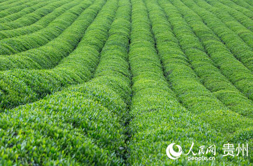 一排排茶樹整齊排列。人民網(wǎng) 黃小桃攝