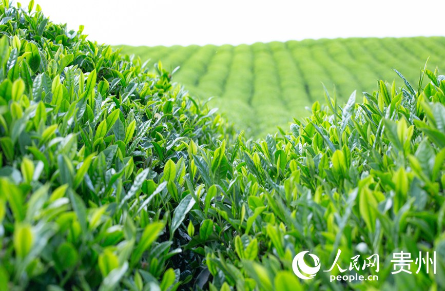 陽光下的茶樹。人民網 黃小桃攝