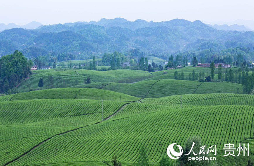 俯瞰萬畝茶海。人民網(wǎng) 黃小桃攝