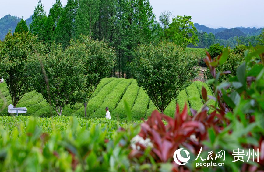 游客在茶園漫步。人民網 黃小桃攝