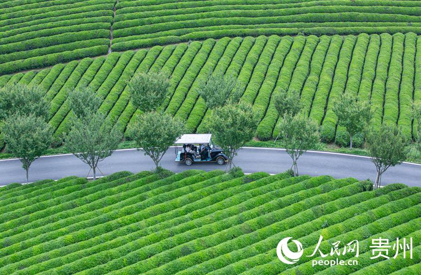 觀光車從茶園景區穿過。人民網 黃小桃攝