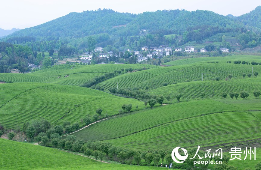 俯瞰萬畝茶海。人民網 黃小桃攝