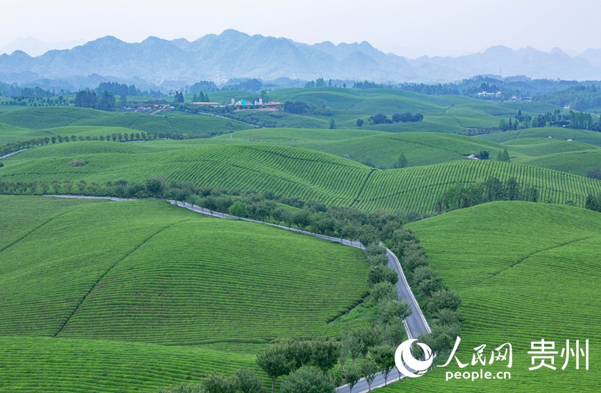 俯瞰萬畝茶海。人民網(wǎng) 黃小桃攝