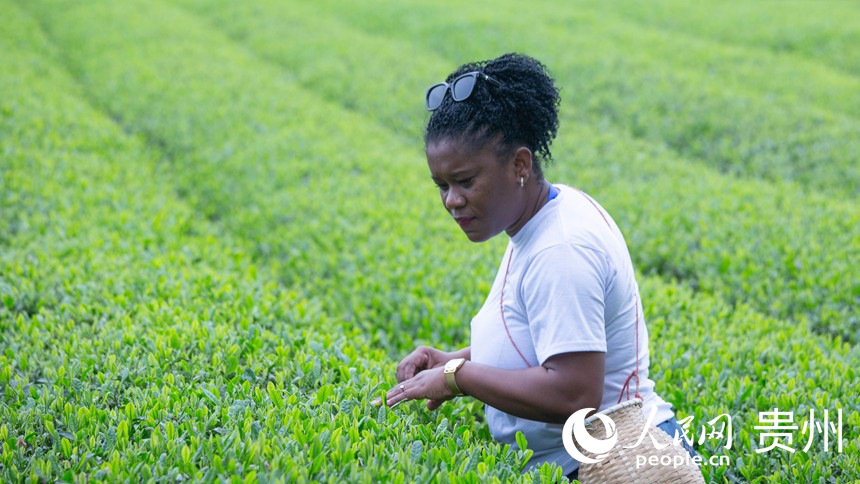 游客在體驗采茶。人民網(wǎng) 黃小桃攝