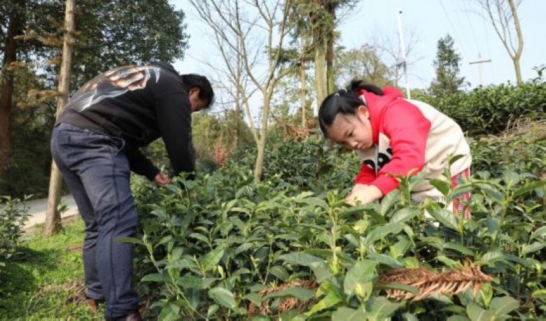 茶文旅融合 讓清鎮(zhèn)“春日經(jīng)濟(jì)”鮮起來(lái)