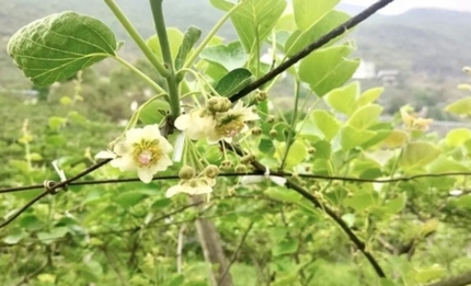水城區猴場鄉：獼猴桃花開 農戶授粉忙春意盎然，花果飄香。眼下，正值獼猴桃授粉的黃金時節，水城區猴場鄉的獼猴桃種植基地內，農戶們正搶抓農時，有序開展人工授粉作業，為今年獼猴桃的豐產豐收打下堅實基礎。