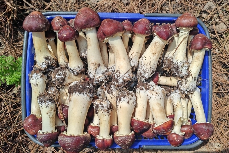 “小紅帽”助力大振興！修文縣3600畝林下赤松茸新鮮上市連日來，隨著黔中大地氣溫回暖，林下地表溫度漸漸攀升，修文縣六屯鎮境內的3600畝赤松茸正火熱出菇，以可觀的價格銷往省內外市場。