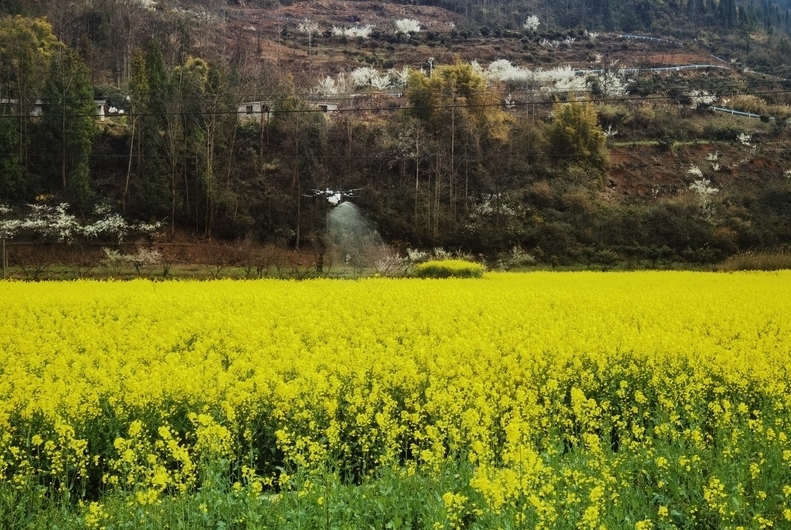 修文縣小箐鎮：無人機“飛防”顯身手 助力油菜穩產增收春風拂過田野，金燦燦的油菜花海隨風涌動。3月24日以來，在修文縣小箐鎮小壩村的田野上，一場科技與農業深度融合的“春耕保衛戰”正悄然打響。