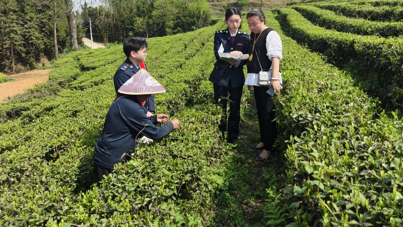 “稅宣服務(wù)隊”隊員向茶企人員講解政策。張欽愿攝