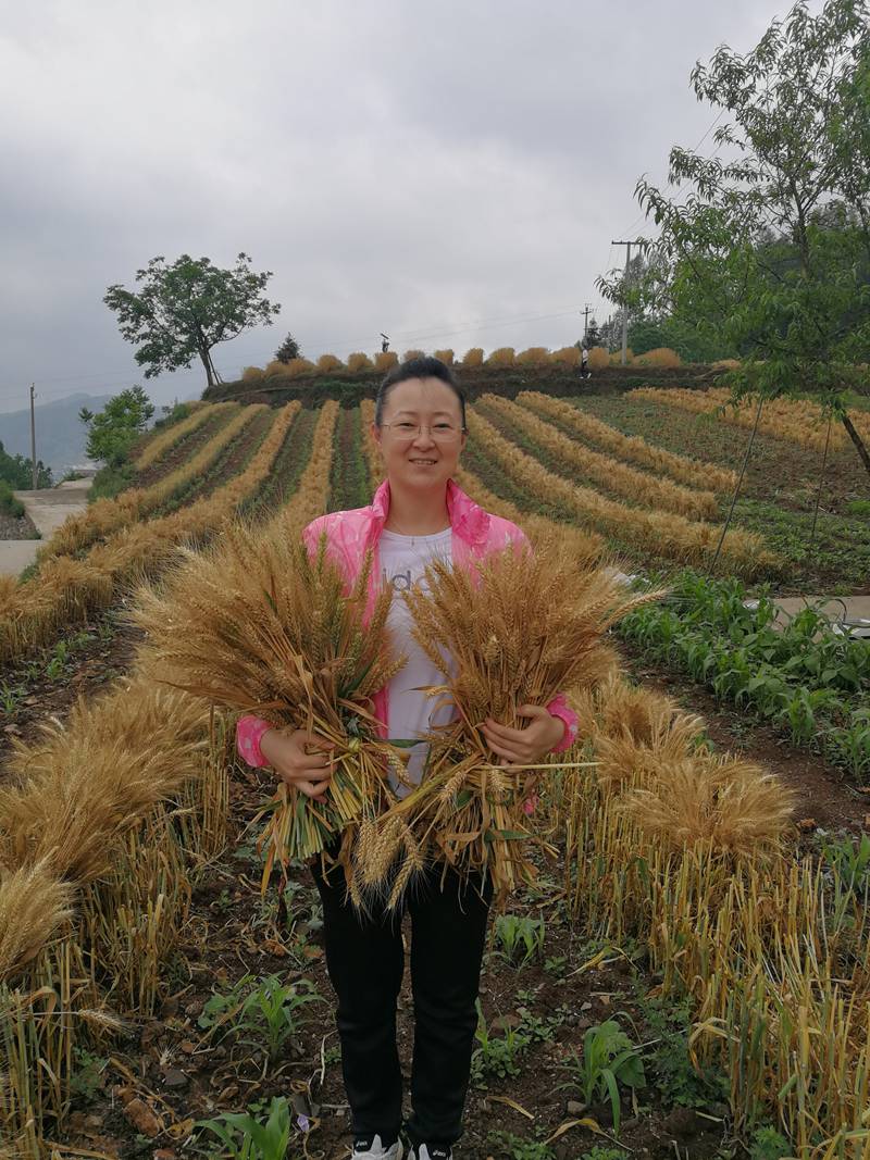 隋常玲博士團隊研發酒用高粱專用生態肥料。