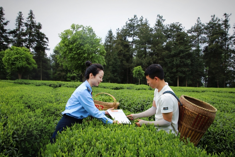國家稅務總局鳳岡縣稅務局走進茶海,全力打造“稅務+景區+游客”立體宣傳模式。曾令龍