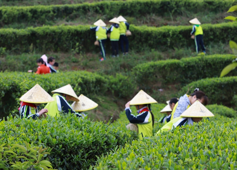 丹寨縣依托生態優勢大力發展山區生態茶種植，堅持走以茶興業、以茶惠農、茶旅融合的發展之路。圖為研學團隊在丹寨縣龍泉鎮馬寨茶園體驗采茶。丹寨縣融媒體中心