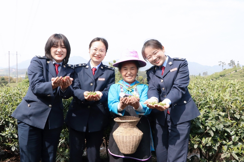 2025年稅收宣傳月期間,丹寨縣稅務局稅務干部到茶園走訪,向茶農了解采茶情況與收入情況。高慧攝