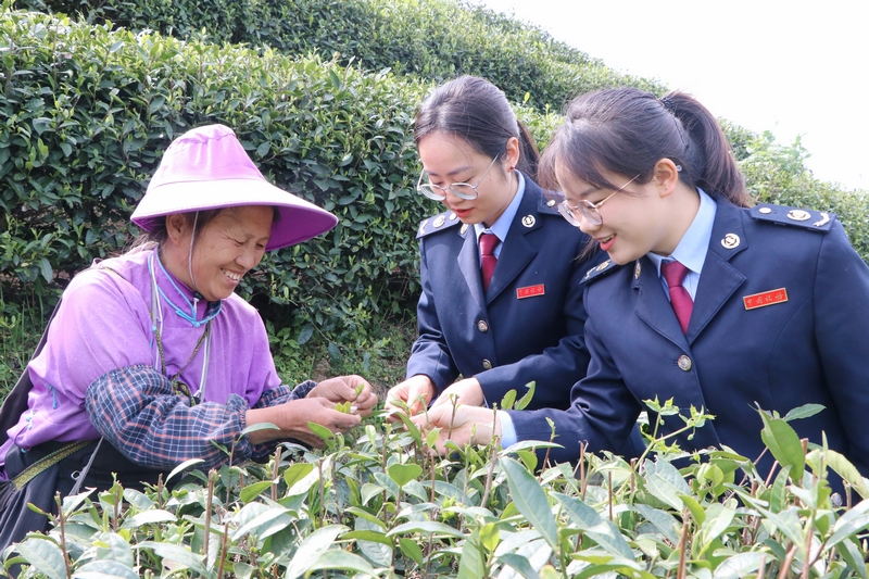 2025年稅收宣傳月期間,丹寨縣稅務局稅務干部到茶園走訪,向茶農了解采茶情況與收入情況。高慧攝