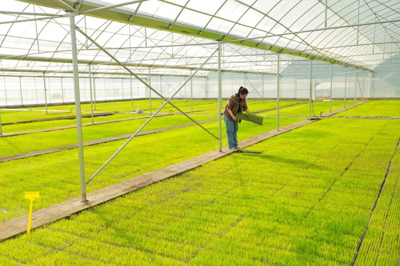 圖為印江合水鎮水稻育苗基地。