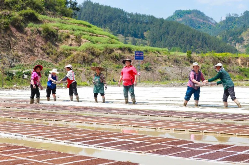 圖為農戶們正在育秧苗。