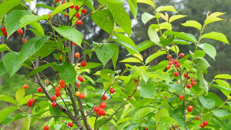 紅彤彤的櫻桃枝頭掛。